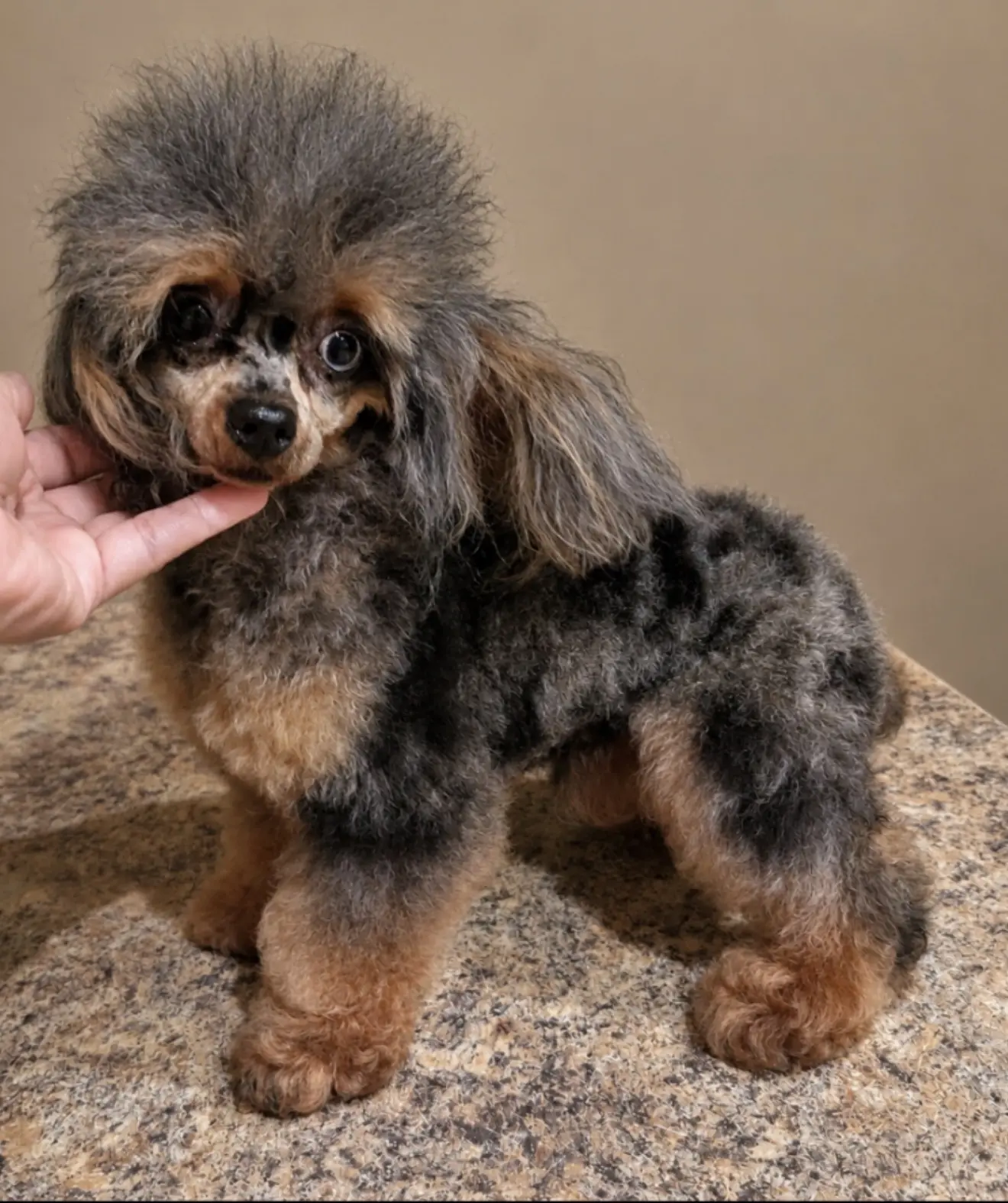 Poodle stud dog: Poodle with a fluffy black and tan coat, standing on a table