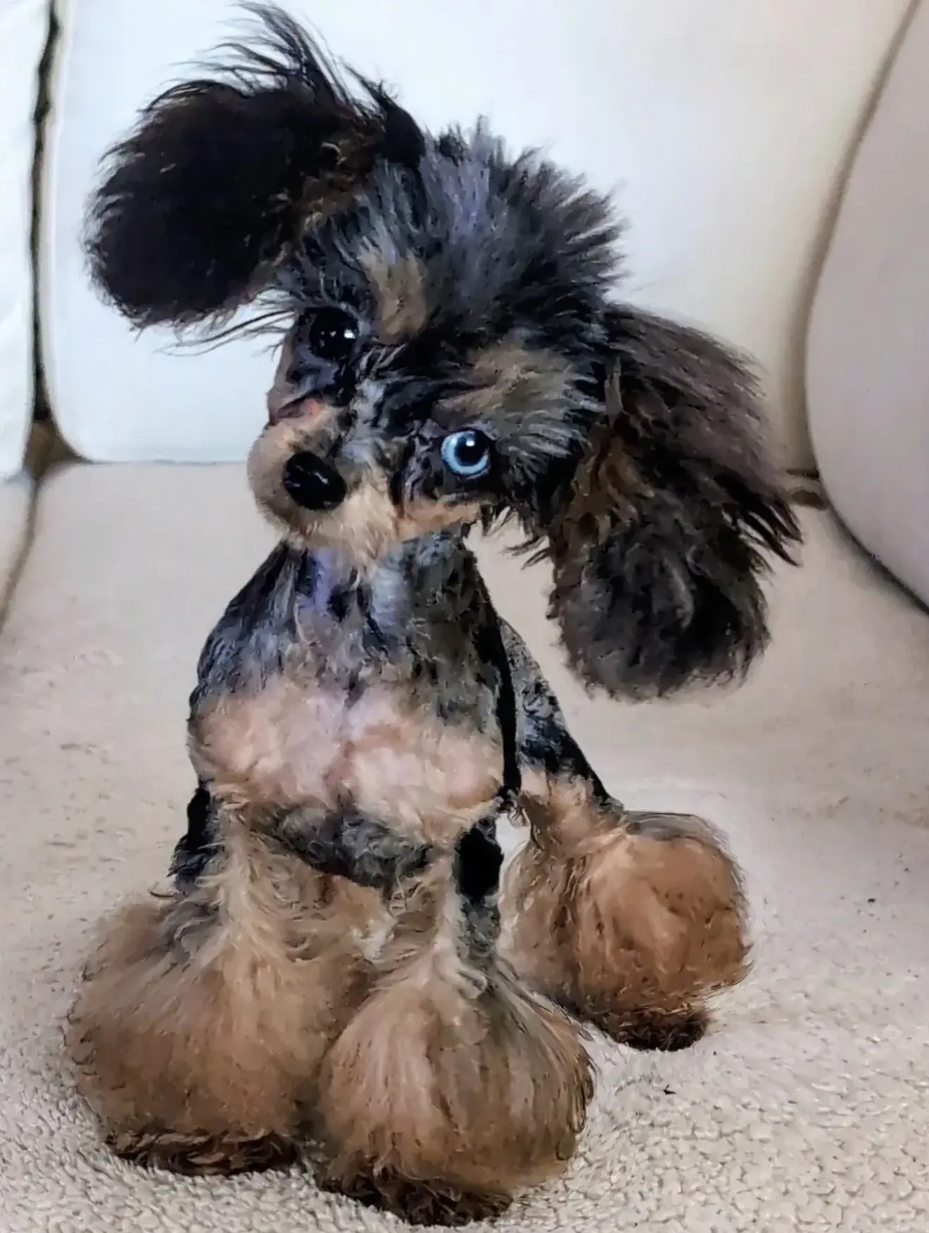 Poodle stud dog: Black and tan Poodle sitting with a tilted head on a couch