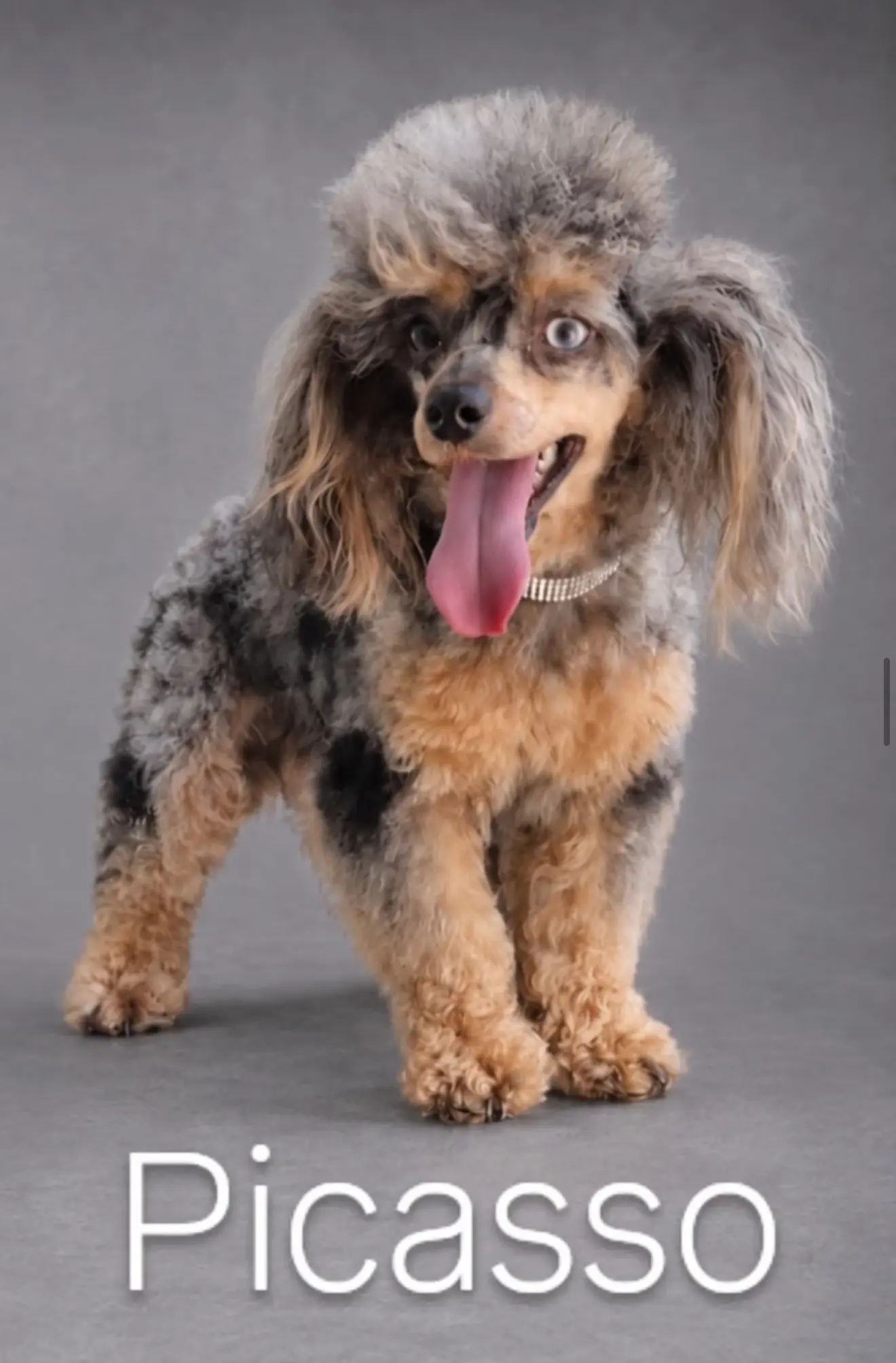 Poodle stud dog: Gray and brown Poodle with a playful expression and fluffy coat