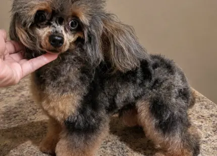 Poodle stud dog: Poodle with a fluffy black and tan coat, standing on a table