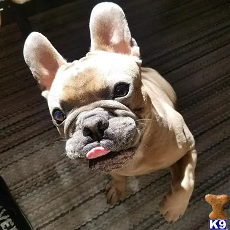 French Bulldog stud dog