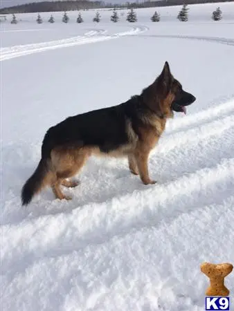 German Shepherd stud dog