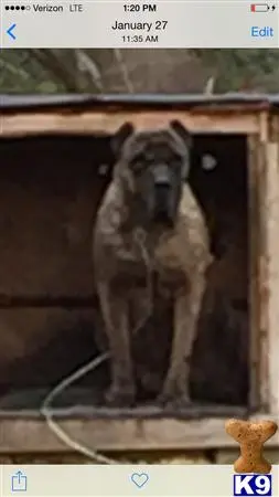 Presa Canario stud dog