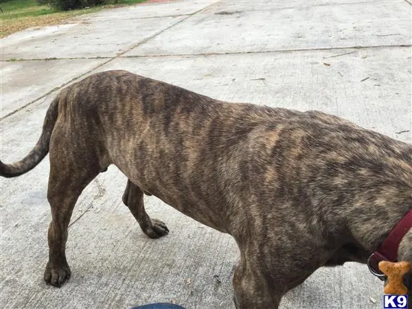 Presa Canario stud dog