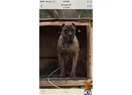 Presa Canario