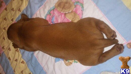 Vizsla