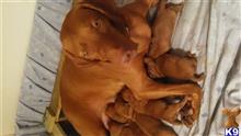 vizsla puppy posted by charleen