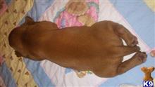 vizsla puppy posted by charleen