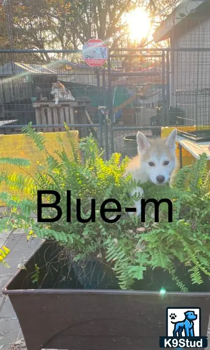 Wolf Dog puppy for sale: a fox in a cage