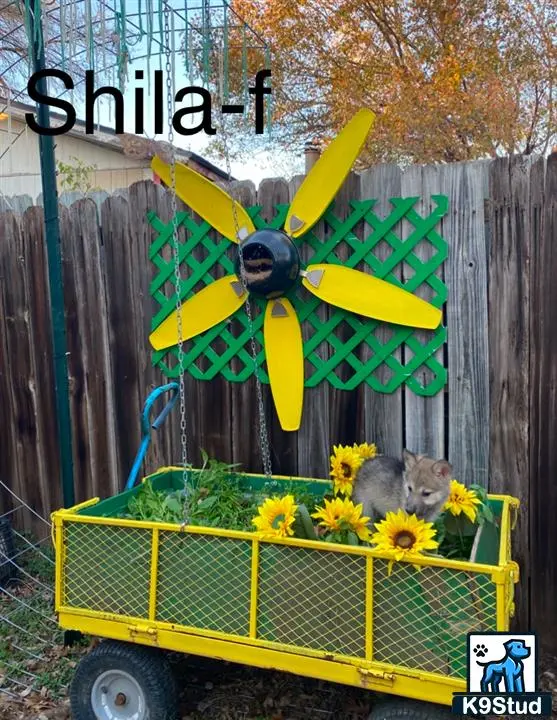 Wolf Dog puppy for sale: a yellow and black sign with a wolf dog dog in it
