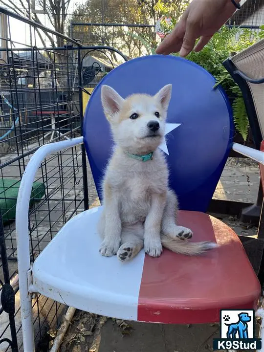 Wolf Dog puppy for sale: a wolf dog dog sitting in a chair