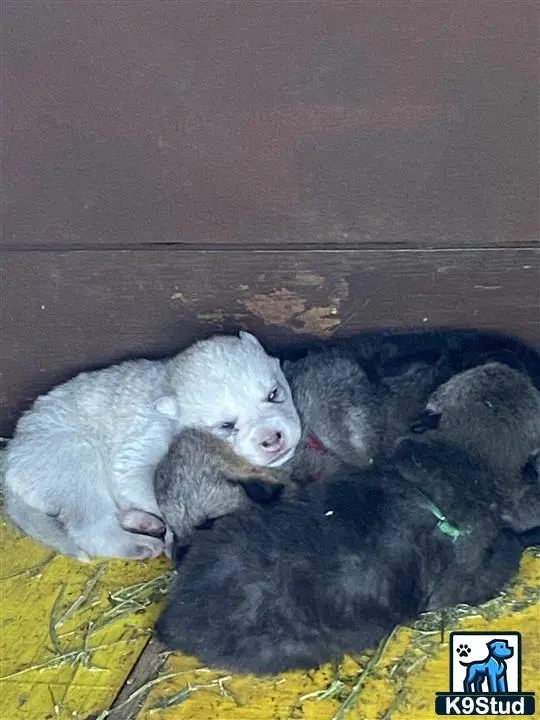 Wolf Dog puppy for sale: a group of animals lying on a blanket