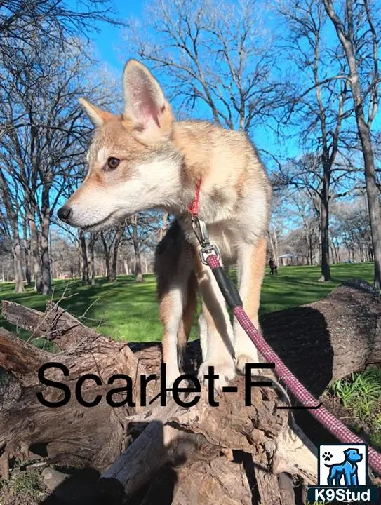 Wolf Dog puppy for sale: a wolf dog dog on a rock