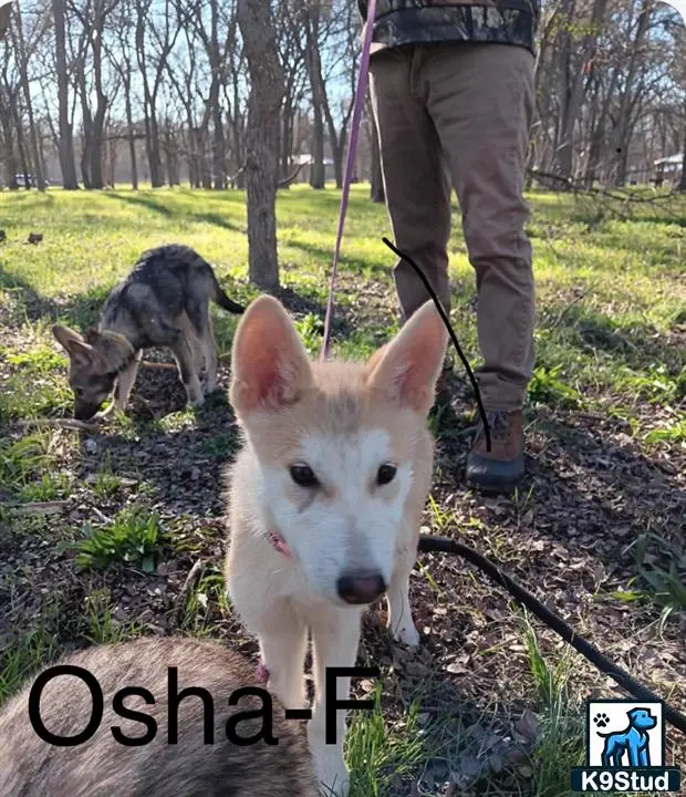 Wolf Dog puppy for sale: a wolf dog dog on a leash