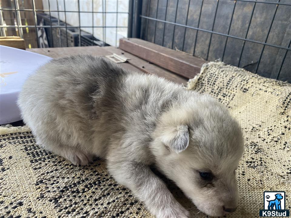 a white furry animal lying on a rug in a cage