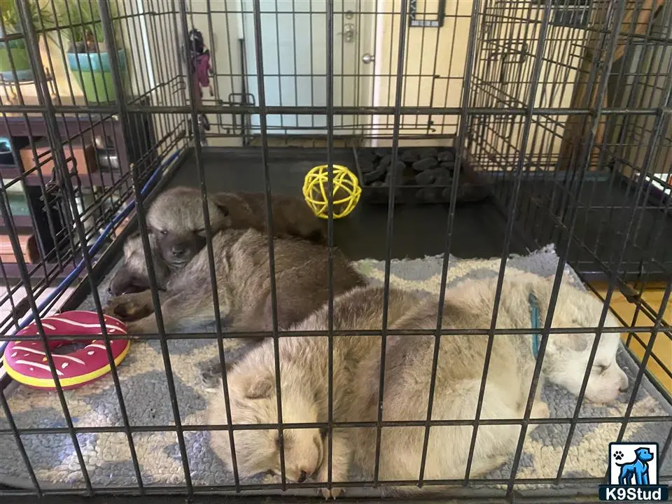 Wolf Dog puppy for sale: a wolf dog dog lying in a cage