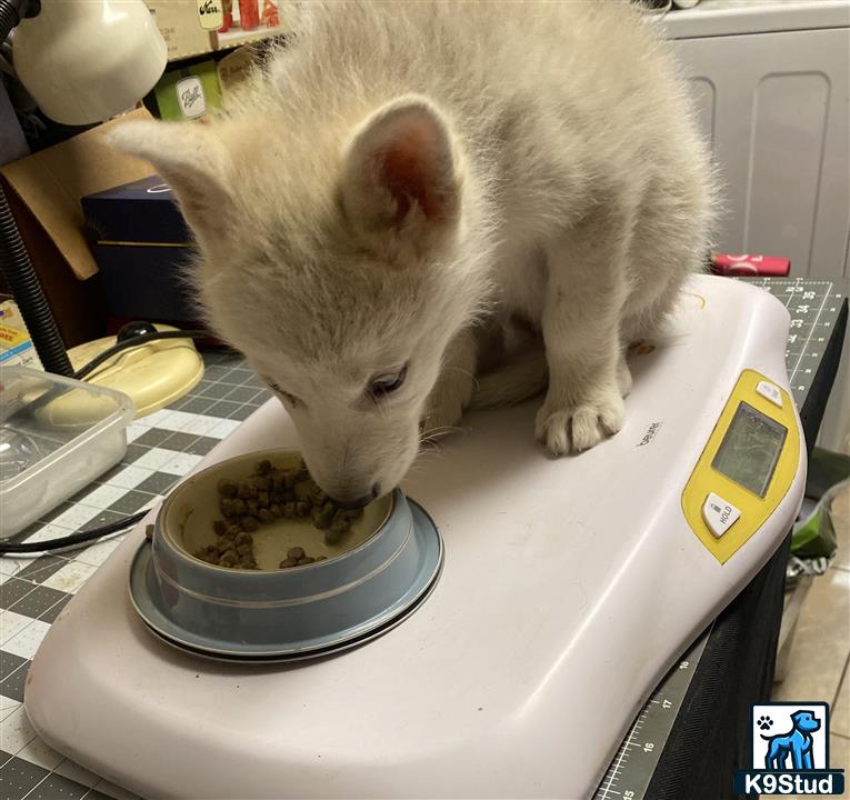 a small white animal eating from a bowl