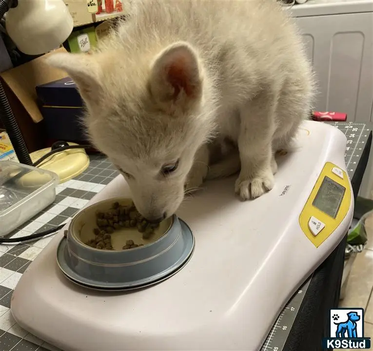 Wolf Dog puppy for sale: a small white animal eating from a bowl