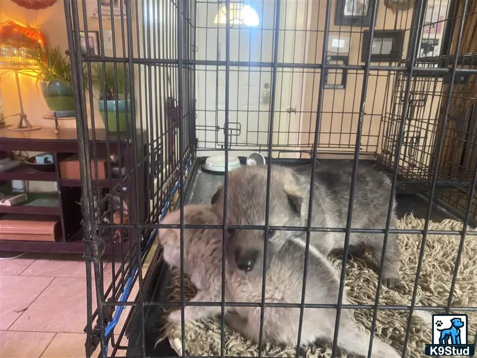 Wolf Dog puppy for sale: a couple of wolf dog dogs in a cage