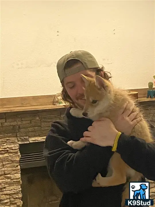 Wolf Dog puppy for sale: a person holding a cat