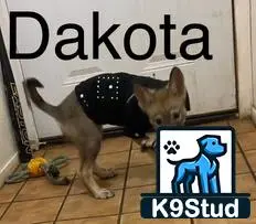 Wolf Dog puppy for sale: a wolf dog dog wearing a backpack