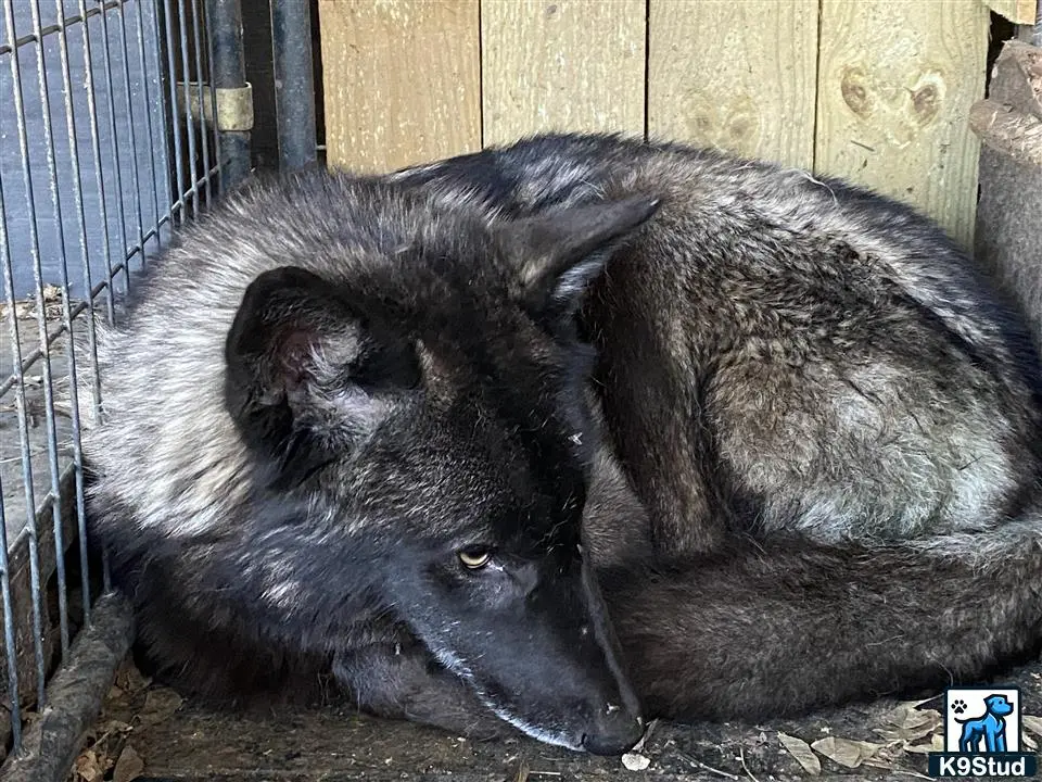 Wolf Dog puppy for sale: a couple of wolf dog dogs lying in a cage