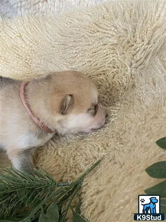 Wolf Dog puppy for sale: a small animal lying on a blanket