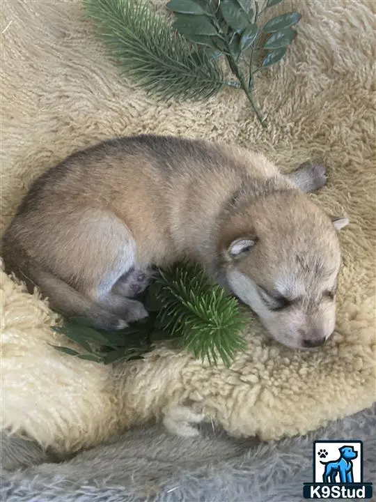 Wolf Dog puppy for sale: a furry animal lying on a blanket