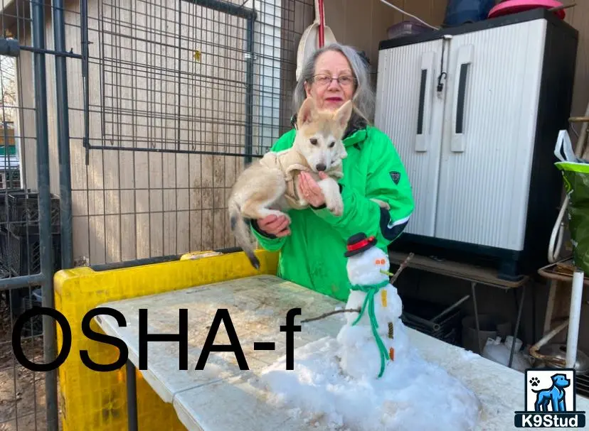 Wolf Dog puppy for sale: a person holding a wolf dog dog