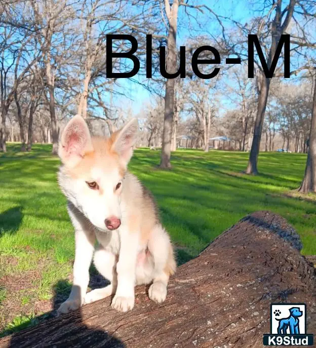 Wolf Dog puppy for sale: Light-colored wolf dog sitting on a log in a grassy park