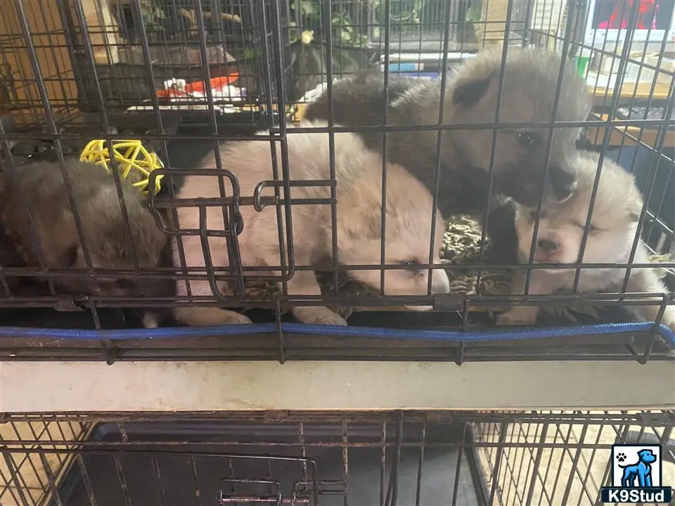 Wolf Dog puppy for sale: a group of animals in a cage