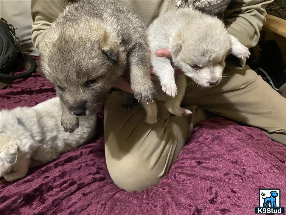 Wolf Dog puppy for sale: a couple of wolf dog puppies sleeping on a stuffed animal