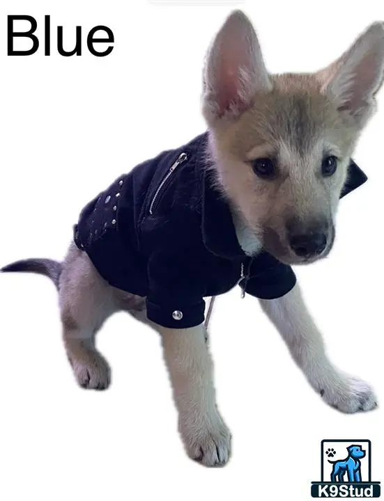 Wolf Dog puppy for sale: Fluffy gray and white wolf dog puppy wearing a black jacket