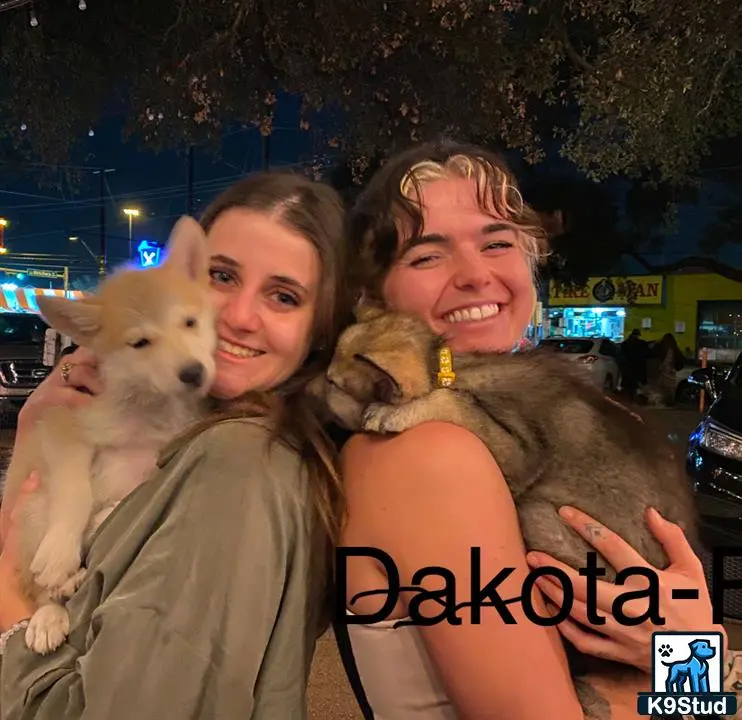 Wolf Dog puppy for sale: a group of women holding a wolf dog dog