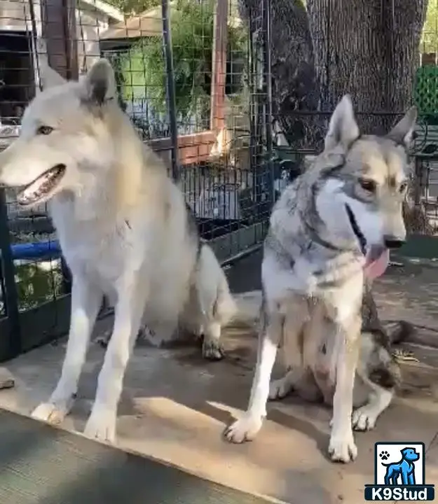 Wolf Dog puppy for sale: a group of wolf dog dogs