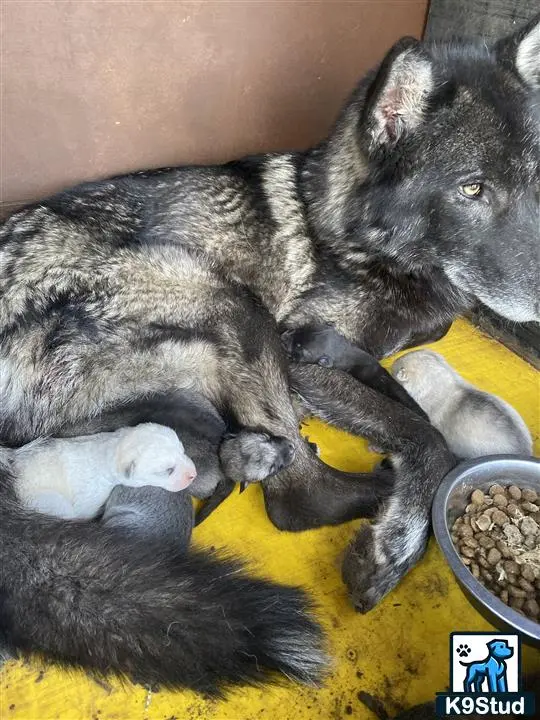 Wolf Dog puppy for sale: a wolf dog dog lying on a couch