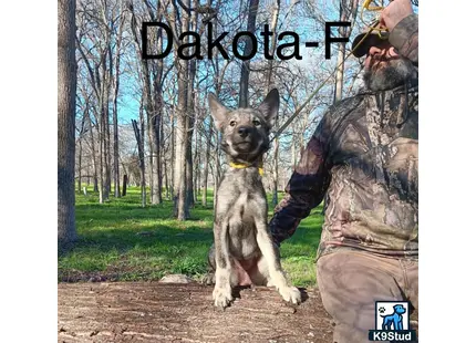 Wolf Dog