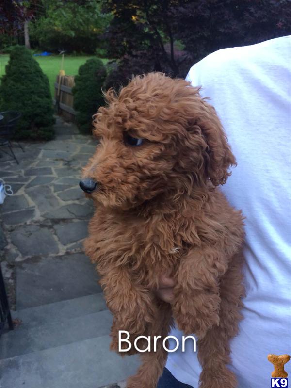 poodle puppy posted by charlene418