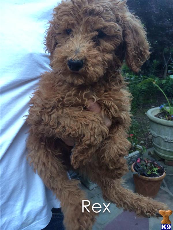 poodle puppy posted by charlene418