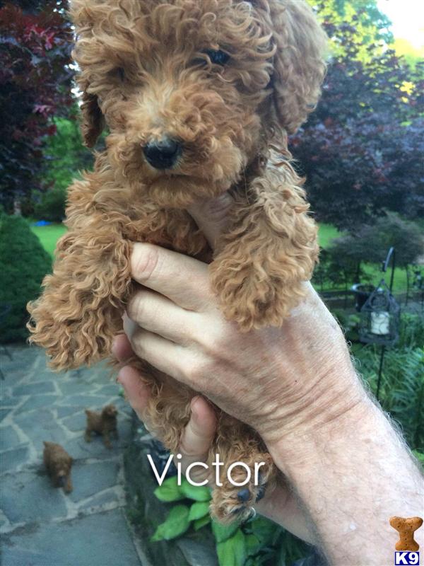 poodle puppy posted by charlene418