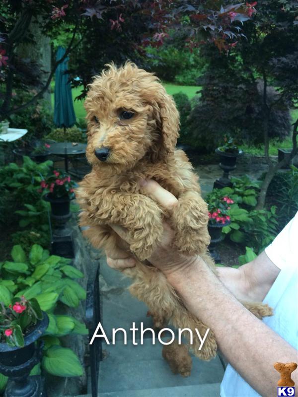poodle puppy posted by charlene418