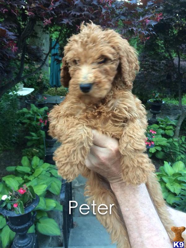 poodle puppy posted by charlene418