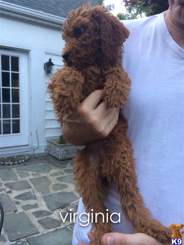 poodle puppy posted by charlene418