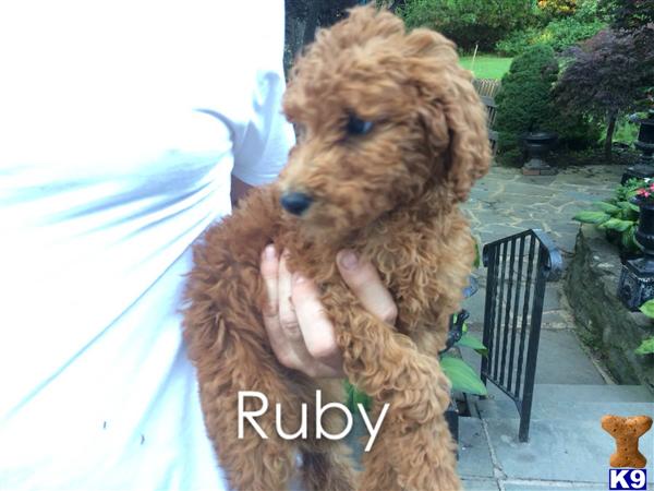 poodle puppy posted by charlene418