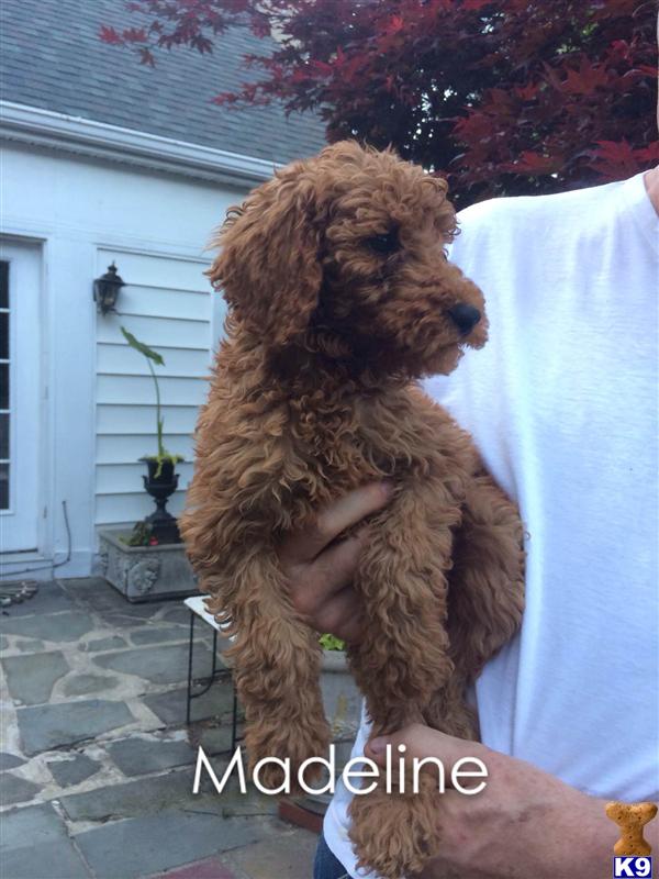 poodle puppy posted by charlene418