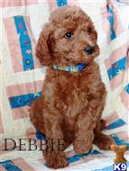 poodle puppy posted by charlene418