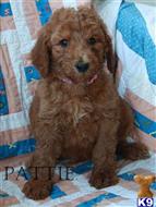poodle puppy posted by charlene418