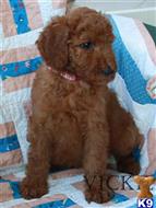 poodle puppy posted by charlene418