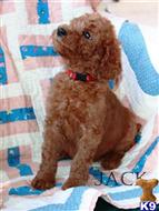 poodle puppy posted by charlene418