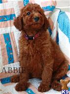 poodle puppy posted by charlene418
